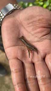 51K views · 1.2K reactions | Pano mag alaga ng Crayfish Part 1 | Marvin Almanon Page | Facebook