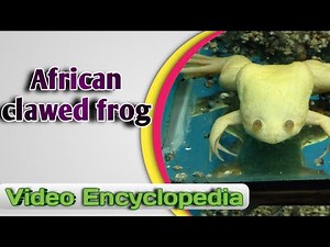 The African clawed frog - Video Encyclopedia