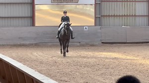 9.9K views · 179 reactions | Rose og Bouranis fine ridt i Intermedierre I som blev belønnet med en flot rød sløjfe 磊 | HP Horses | Facebook