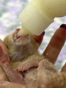 Feeding newborn kittens with bottle milk formula | Bona Ville