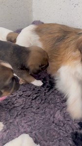 Patricia | Limerick Animal Welfare