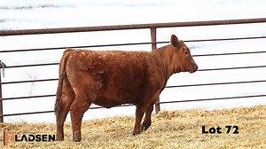Lot 72: Pladsen Cattle Company - 8th Annual Red Angus Bull & Female Sale