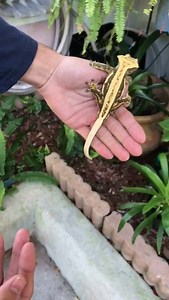 Nothing beats watching crested geckos jump in slow motion 😂 #crestedgeckos | TikisGeckos