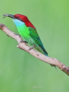 11K views · 165 reactions | Blue-throated Bee-eater (蓝喉蜂虎,Merops viridis) plays its prey. Adult has a bright blue throat, orange-brown crown and nape, and long trailing central tail feathers. Sexes are alike. ❤lylaoliu ❤❤❤ #China #nature #birds #wildlife #travel #peace #beauty #beautiful #love | Lin hillside | Facebook