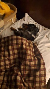 Lilly Bug 🐛 the bed hog! | CrackersandPeanuts