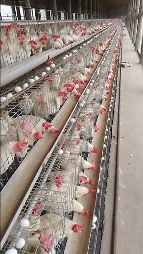 my layer poultry farm month july बस एक काम बीमारी का काम तमाम|#अंडा फार्म#मुर्गी फार्म#गर्मी humidit