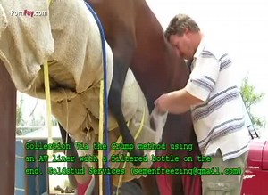 Horses semen collection from the stallion using manual stimulation of his penis