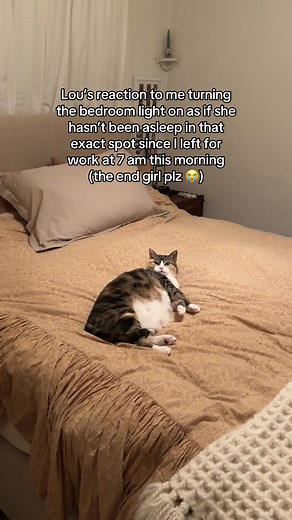 Hilarious Cat Reacts to Bedroom Light Turned On