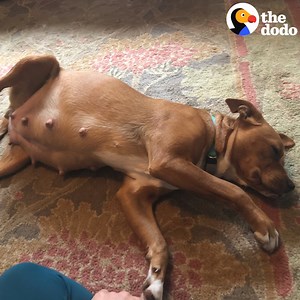 Pregnant mama dog decides to have all 9 puppies on her foster mom's couch 😅❤️ | The Dodo
