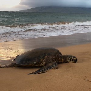 149K views · 10K reactions | Hawaiian Turtle at Sunset  | Hawaiian Islands | Facebook