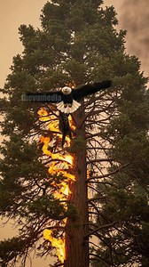 2.1M views · 12K reactions | Bald Eagle Rescues Puma Kitten From Wildfire! #rescue #animals #wildlife | Vu Stories | Facebook
