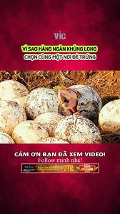 VÌ SAO HÀNG NGÀN KHỦNG LONG CHỌN CÙNG MỘT NƠI ĐẺ TRỨNG bian #khampha #khamphathegioi #videoviral #vic | VIC Khám Phá
