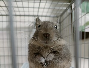 【デグーのケージ】どれがおすすめ？実際の飼育者目線で3選紹介します