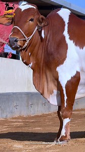 1.3K views · 62 reactions | The charming Laal Ablaq Beauty  ‎ ❤️*BHOLU*❤️ ‎A name built on legacy. #MashaAllah ‎ ‎#JUNOONCATTLEFARM ‎Contact: (MUHAMMAD AKBAR) 0331-8949349 ‎ | Karachi Cow Mandi Services | Facebook