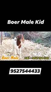 *Breed - Boer *Gender - Male *Weight - 36 /38 *Teeth - Milk *Location - Google Map - Excel Agro Services *Delivery - All Over India *Farm Name / Owner Name - Excel Agro Services *Address - Pathardi, Ahmednagar ( Maharashtra ) *Contact No - 9527544433 *( 100 % Stall Fed & Vaccineted Goats ) #boergoatindia #boergoatfaming #excelgenetics #ExcelAgroServices #boergoattraining #boergoatlover #boergoats | Excel Agro services