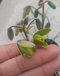 41 reactions · 6 comments | Albuca spiralis Sus flores  son hermosas    ♥️ | Vivero Amazonia. | Facebook