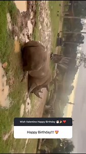 Sydney Zoo on Reels | Facebook