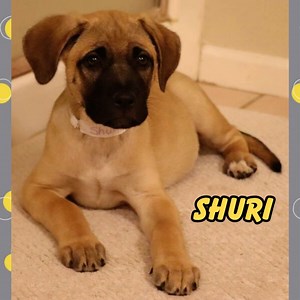 3.6K views · 152 reactions | Shuri is almost 10 weeks old. She is a...