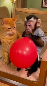 84K views · 1K reactions | BOOMSCARED ME! MONKEY POPPED THE BALLOON!...