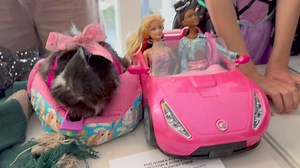 Halloween Markets Best Single Piggy Costume 🎃 This year we combined the single male and single female categories but we had so many entries we've decided to go back to two categories next year! Unfortunately I didn't notice that my camera was on photo mode instead of video (what can I say - it was a busy day 🤪) so the first few contestants weren't recorded 😟 I'm hoping I can get some footage from one of our contestants so you can see the fabulous displays that precede these entries. | Gold Co