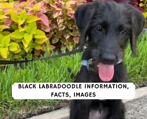 Black Labradoodle Information, Facts, Images! - We Love Doodles
