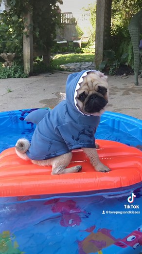 duunnn dunnn… duuuunnnn duun… duuunnnnnnnn dun dun dun dun dun dun dun dun dun dun dunnnnnnnnnnn dunnnn 😱🦈 #sharkweek July 23 to 29 #dashielldonovan Pugs and Kisses | Pugs and Kisses