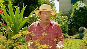 I Spy True Bugs - Gardening Australia