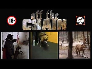 Inside the World of Fighting Dogs: Off the Chain - Pit Bull GAMEDOG documentary