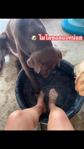 นุดทำไรอยู่ ไมโลขอลองหน่อยนะ นิดเดียวเอง🐶 #ไมโลจอมมึน | KuKoi Oo