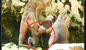 Stop stop...Poor tiny Lucie crying request Mom stop push down she hungry milk | Monkey Mister