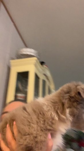 #male #aussiepuppyforsale #godsblessingsareperfect #newmexico | SenaBell Aussies