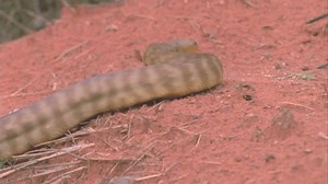 Woma Python Slithers Into Frame Stock Footage Video (100% Royalty-free) 5876819 | Shutterstock