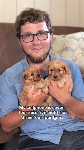 Cavapoos 3:16 on Instagram: "Here we have Cally & Shaemus’ litter of F1 Cavapoo pups ❤️ They are ready to fill your home with lots of love & joy! Make sure to reach out if you are interested  #cavapoo #cavapoopuppy #cavapooworld"