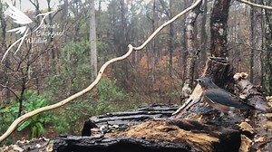 Movie: Rainy breakfast in Georgia! Actors, in order of first appearance: White-breasted Nuthatch, Carolina Chickadee, Downy Woodpecker, Eastern Bluebird, Carolina Wren, Red-bellied Woodpecker, White-throated Sparrow. Enjoy! | Sophie's backyard wildlife