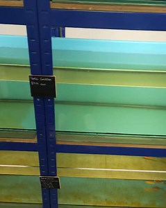 5.7K views · 18 reactions | Dealing with Green Algae in an Aquarium:...