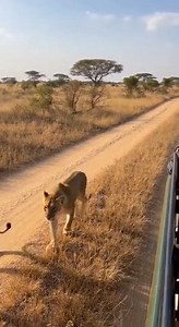 15K views · 260 reactions | Two lions strolling past a ranger’s vehicle — zero fear, total control. 女 The silence says it all. #usa #AI #viralreels #fblifestyle #nature | Lenasia USA | Facebook