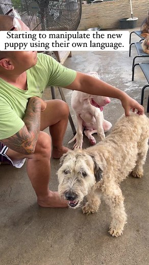 19K views · 350 reactions | Supero Dog Farm | The Pack Leader PH | Facebook