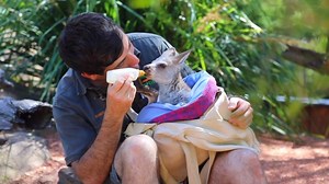 19K views · 701 reactions | MEET DUNDEE THE KANGAROO!  Dundee the Eastern Grey Kangaroo is our newest family member being hand raised by Keeper Brandon! Check out those ears! | Australian Reptile Park | Facebook