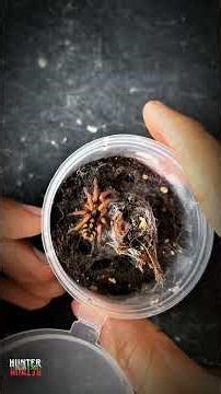 ✨ My Top 3 Most Beautiful Dwarf Tarantulas (Plus the Brazilian Jewel 😅) ✨#Tarantula