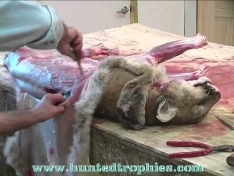 Skinning a Lifesize Mountain Lion