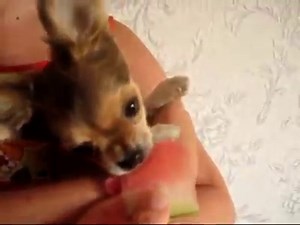 47K views · 2.1K reactions | Chihuahua eating watermelon | BuzzSharer Chihuahuas | Facebook