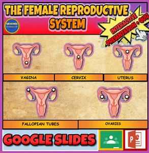 The Female Reproductive System Powerpoint   Worksheet. Uterus. Ovaries. Babies