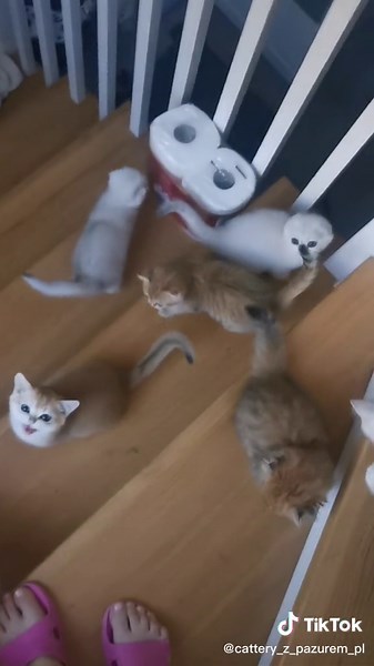 Playful Kittens Interacting with Adult Cat at Home