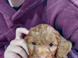 Cockapoo F1  Beautiful Litter