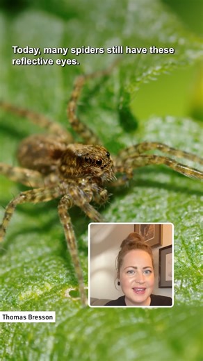 22K views · 671 reactions | Spooky Fossil Alert! & More Crazy Insect History & Facts! | Eons • PBS | Facebook