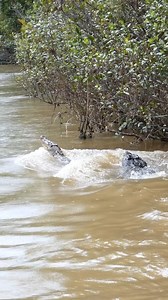 🔥 The size difference between a male and female saltwater crocodile