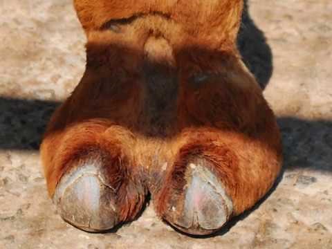 **EXPLICIT** BEST CAMEL TOE PICS EVER