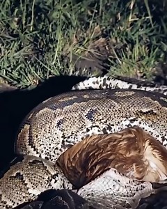 Power of the snake | Hi-tech Gadgets