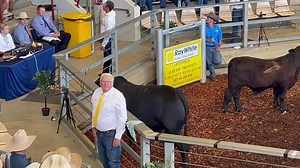 🛑 2023 Brangus Sale 🛑 Brad & Nicole Saunders sold Lot 8️⃣6️⃣, Pheasant, to Sowden Cattle for $4️⃣5️⃣0️⃣0️⃣0️⃣ DOB 06/11/2021 Sire: Yaraandoo Wylie Dam: Pheasant Creek PCB Can’t be here? WATCH, BID & LISTEN with StockLive Brangus Australia Elders Rockhampton GDL - Rockhampton/Mackay Ray White Livestock Rockhampton | Central Queensland Livestock Exchange - CQLX