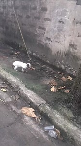 Huminto kmi sa may novahills kasi nag pabili ako ng buko, tapos meron kmi nkita na sako nilapitan ng mga service ko sabi nila ate buhay pa kaya pina buksan ko ang sako ayun natuwa nman ang pusa nakalabas din siya ng buhay pa😁 | Luzminda Brovo